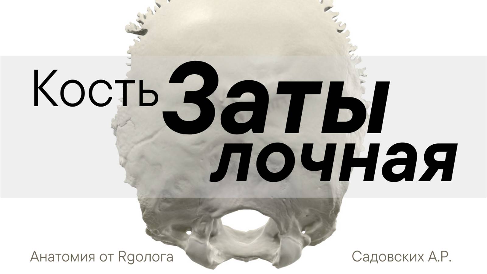 Затылочная кость