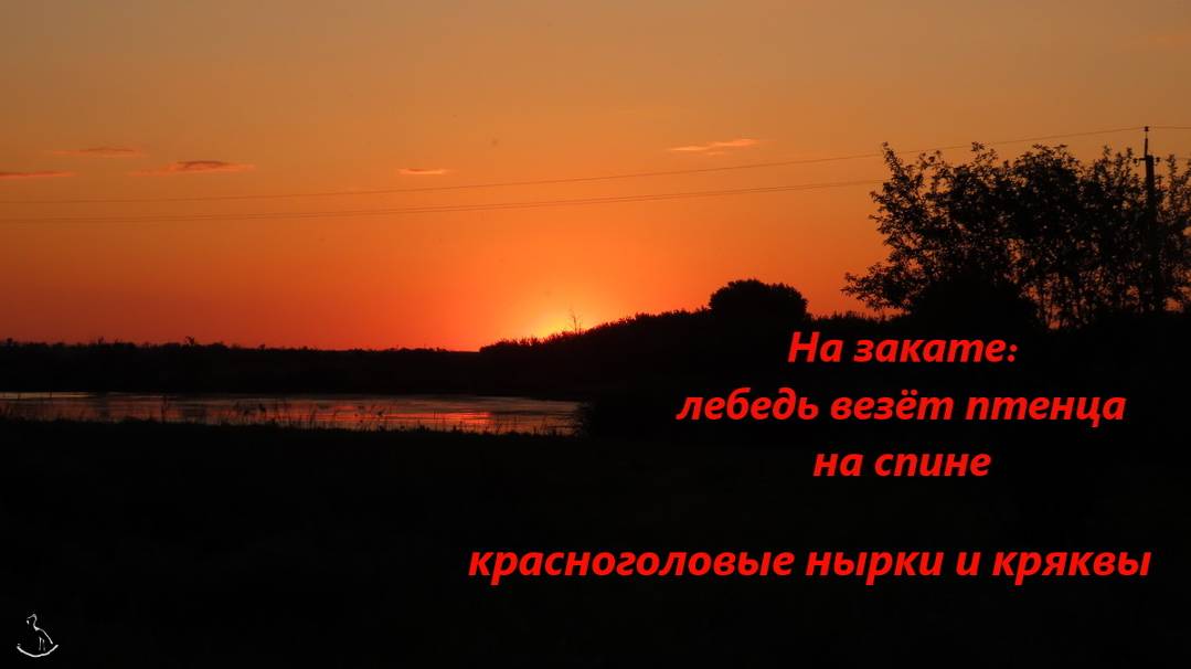 Закат. Лебедь везет птенца на спине, лебедята паровозиком. Яркие утки - нырки и кряквы. 07.06.24