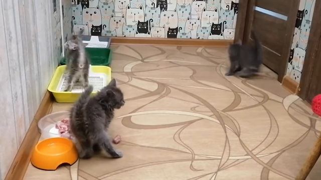 Котята, что ищут дом, играют.