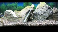 A Start on a School of Black Neon Tetra 2-17-23