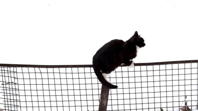 Котик-акробат.