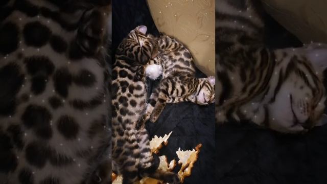 Рождественские сны 🐱❄️🌲🐆