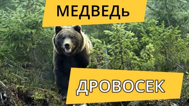 0908 - МЕДВЕДЬ ПОМОГ ДРОВОСЕКАМ _ ЖИЗНЬ В ТАЙГЕ