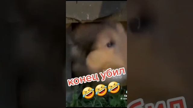 собаки смех