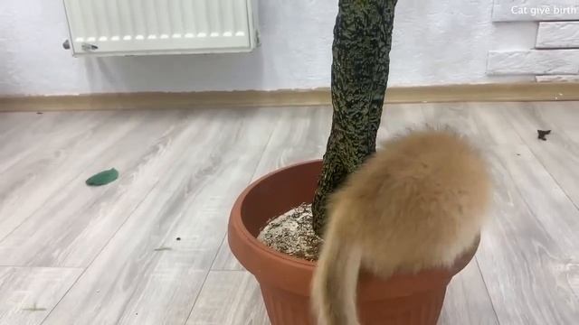 Котенок учит щенка, как забираться на дерево, когда мама-кошка не смотрит.