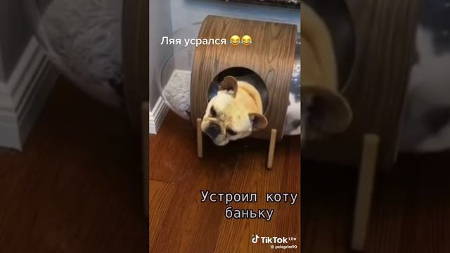 БАНЯ ДЛЯ КОТА🤣🤣🤣