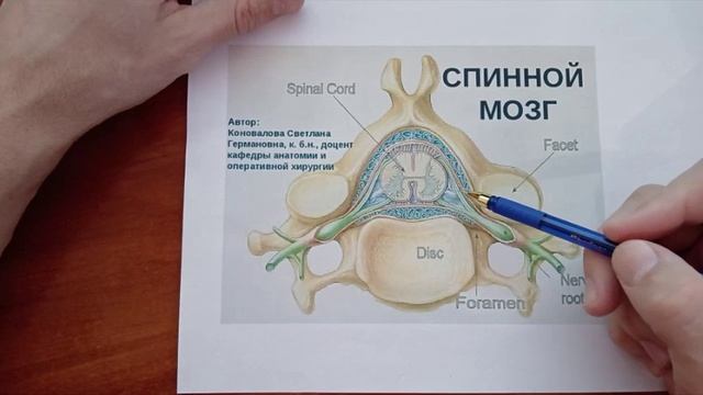 Как мы можем повлиять на здоровье спинного мозга. Братоненко Николай, Алтайский край, Барнаул.))