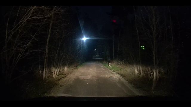 Лосёнок на дороге