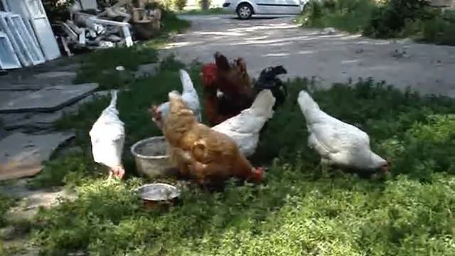 Курочки обедают...