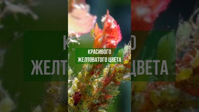 Ваши розы пожирает тля? йод и молоко их спасут!