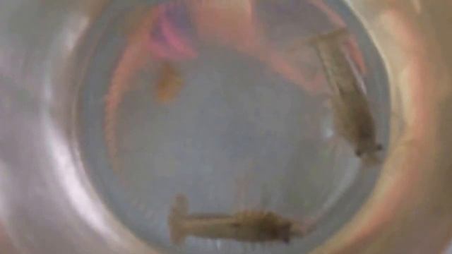 Раки в аквариуме. Crayfish in the aquarium