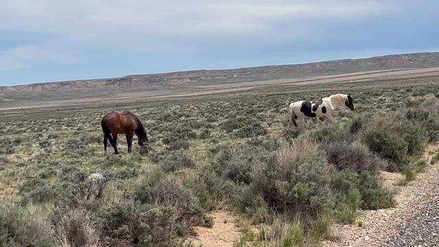 Wild Horses of Whistle Creek Stallions Mares and Foals in Wyoming by Karen King