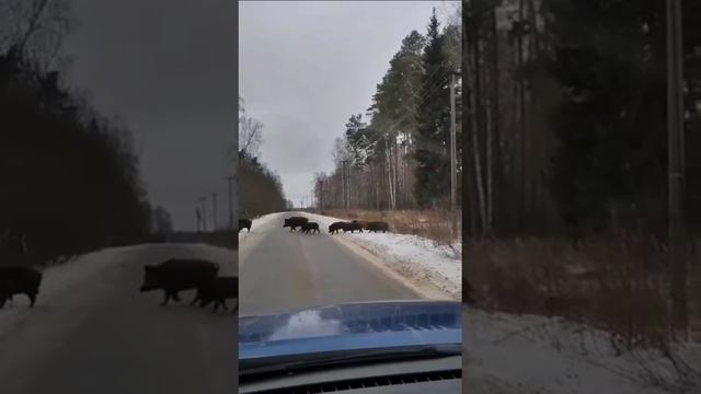 НА МОСКВУ https://t.me/tanta_zer