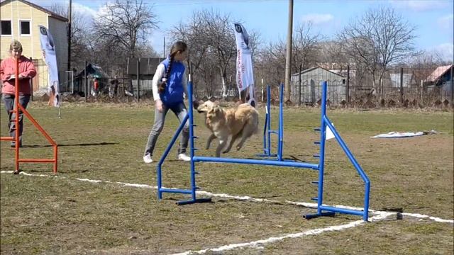 Аджилити 1 часть