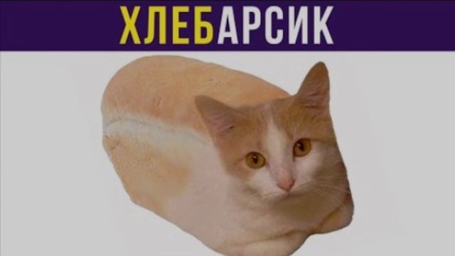 мемы про котов