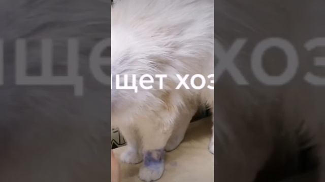 Кот Вася ищет хозяина.