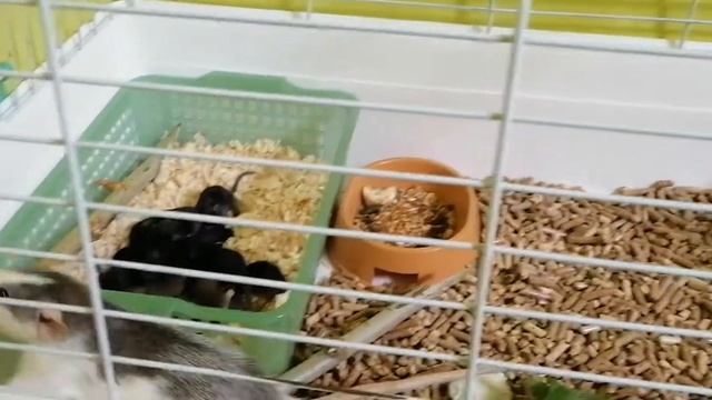 Клетка чистая это как новый незнакомый дом для крысы.