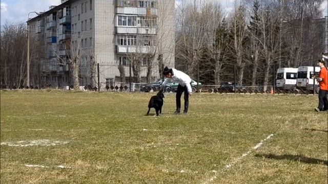 Мой фильм аджилити3