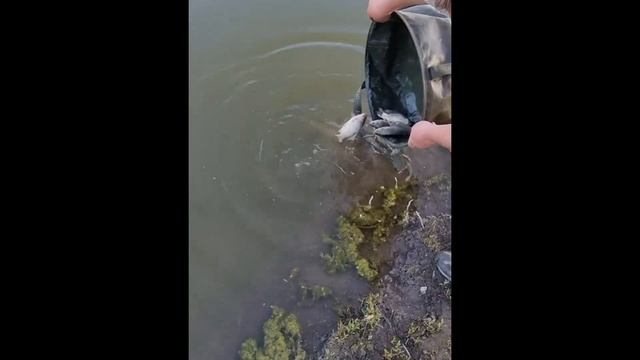 Зарыбление на пруде "Сомовский"