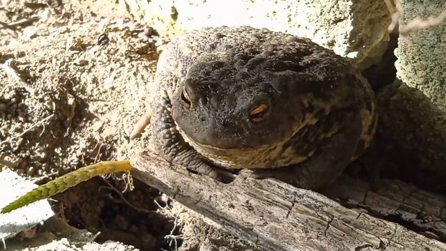Жабка- ропушка🐸, моя помічниця в садку😊