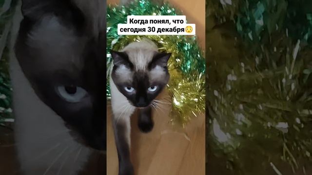 когда понял, что сегодня 30 декабря 😳