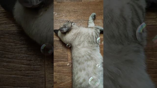 Жить, как говорится, хорошо! А хорошо жить ещё лучше! Точно!