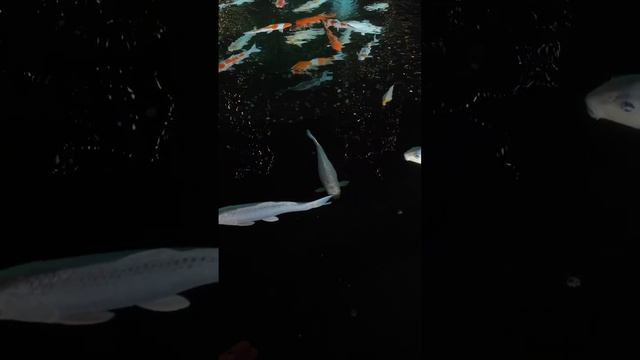 карпы кои в парке Галицкого Краснодар