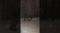 video282154257_456241246-720 #жимлёжа #2025 всех с наступающим новым годом