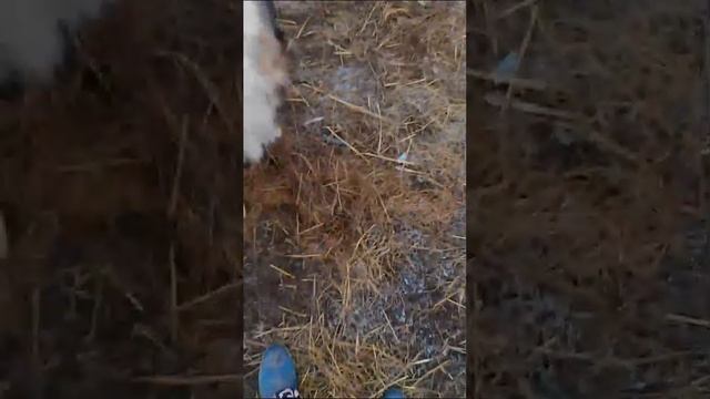 танец пса мухтара 👍👍👍👍❤🐶