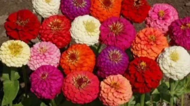 #Zinnia #Zinnia Mix Flower #Zinnia Flower #Zinnia Colour Flower #Garden #Flower #Phoolon Fi Video