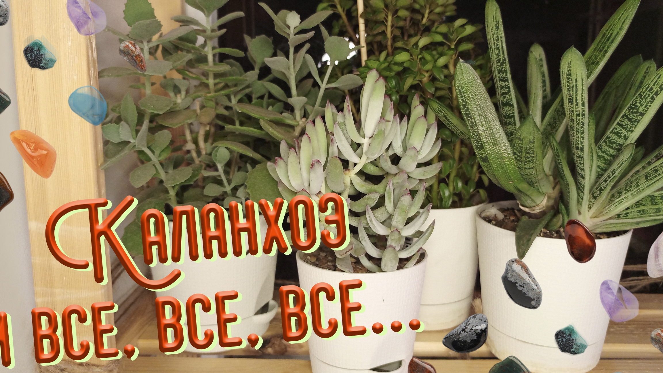 Каланхоэ и все, все, все
