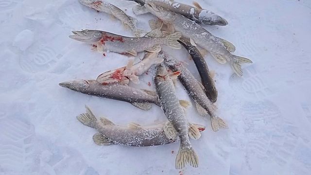 Сезон жидкой воды открыт