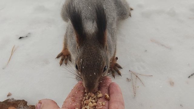 Белка в парке🐿