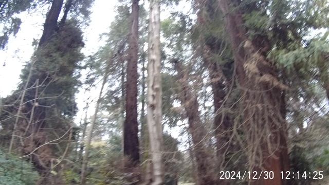 30-12-2024 парк южных культур, адлер