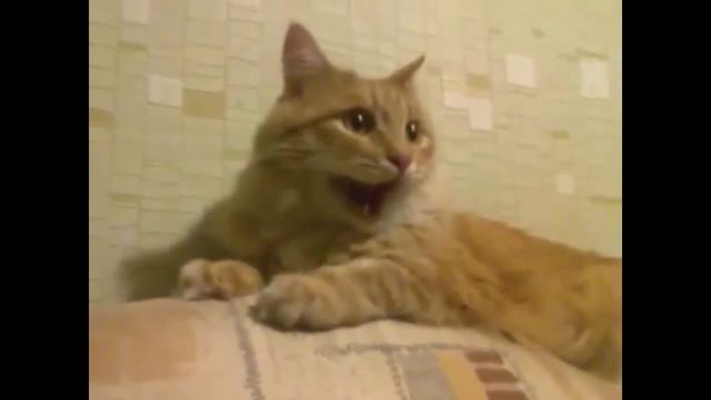 Кошка смеется