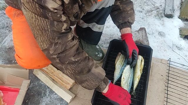 Приехали на дачу копить скумбрию