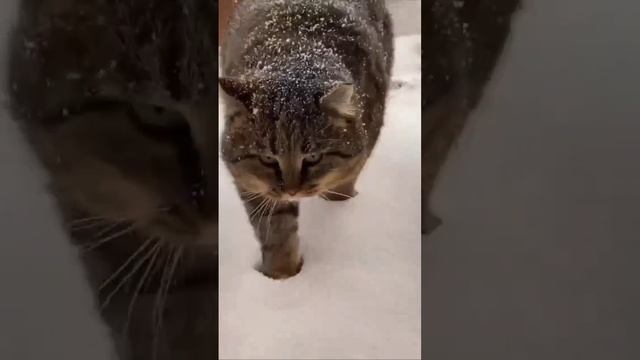 1735543214016.mp4