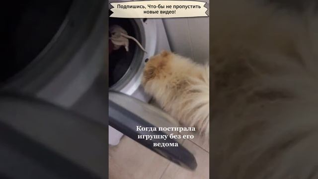 Собака и игрушка