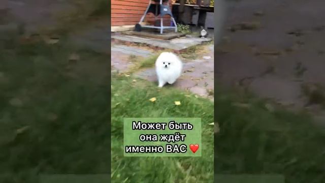 Померанский шпиц: купить в питомнике