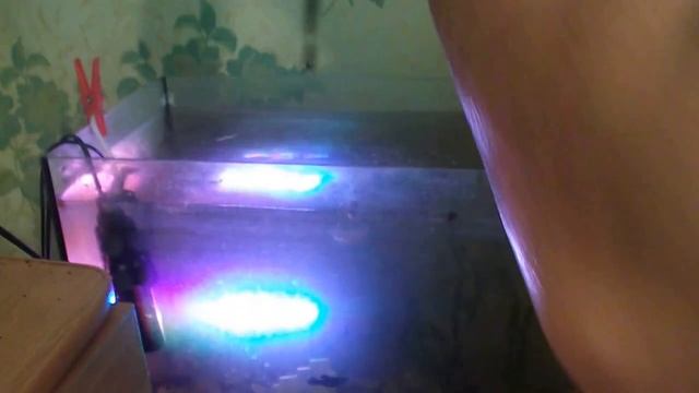 спиралевидная валиснерия (about spiral valisneria)