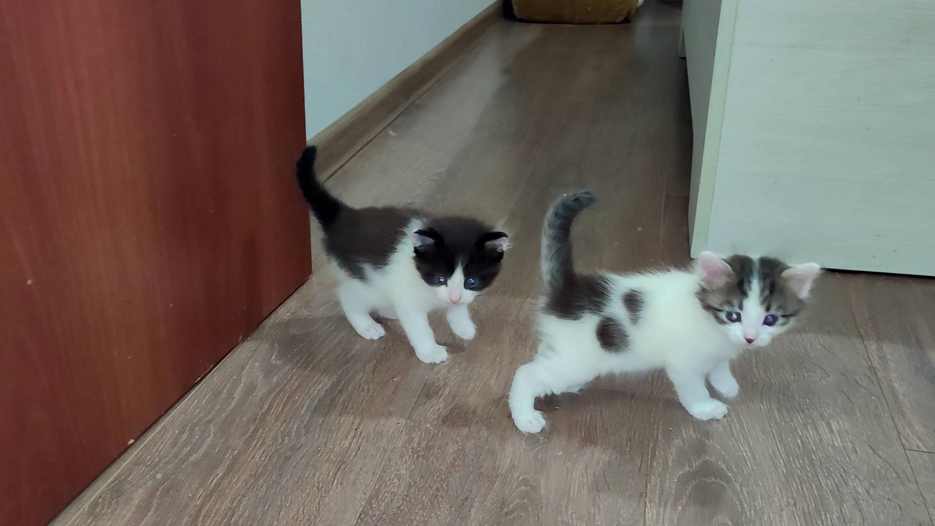 Мама-кошка зовет своих котят идти с ней. Котята мяукают.