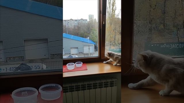 Рано, Персик, ты запел!Голубь взял да улетел! #котик-обормотик