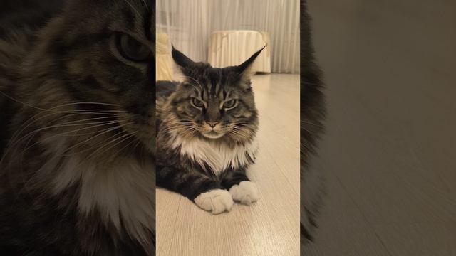 Кот VS Кот. Сосисочная тайна.mp4