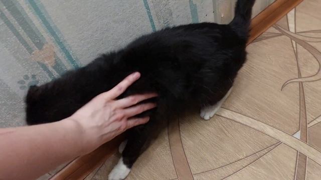 Котик ищет дом!