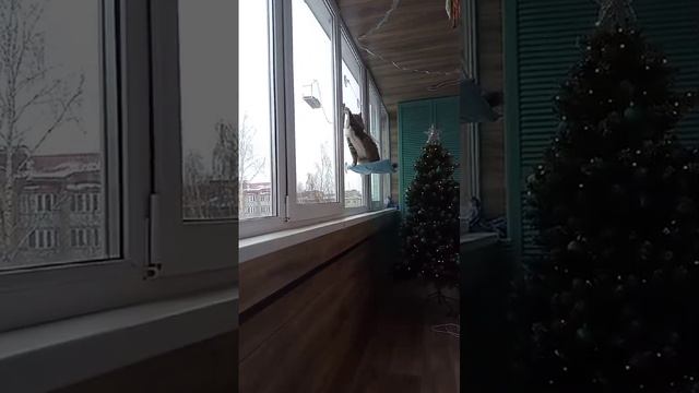 Кошка Сеня и птички-синички