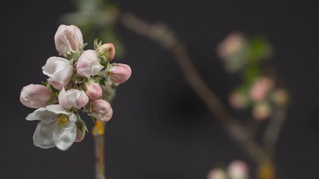 Piano Melody & Blooming Timelapse