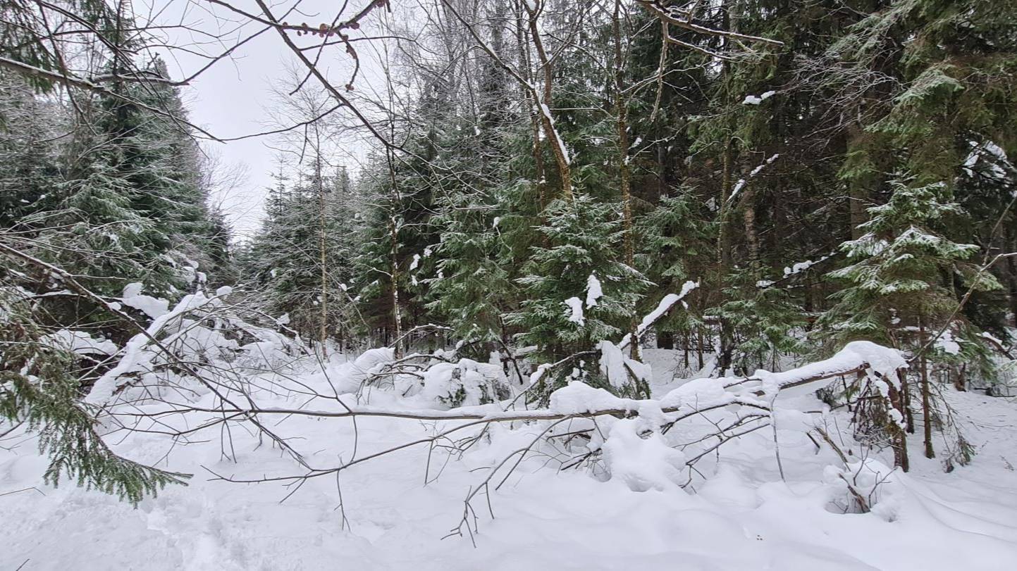 У хитрого лося и след простыл