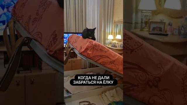 черная кошка