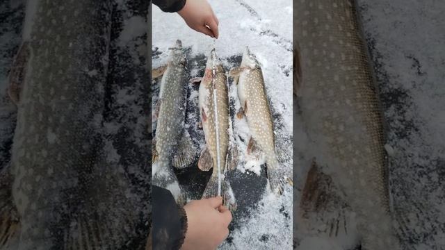 Замеряем Окуня и Щуку!