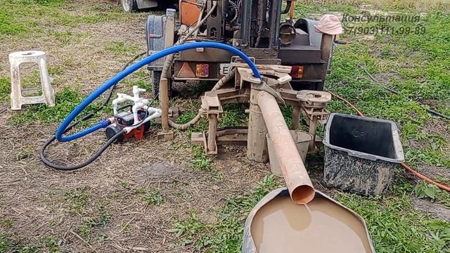 Неожиданная абиссинка коротыш